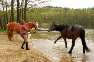 konie u wodopoju