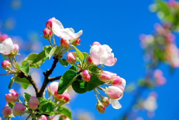 kwiaty kwitnaca jabłon