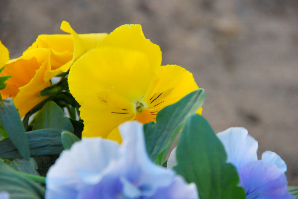 kwiaty ogrodowe żółte bratki