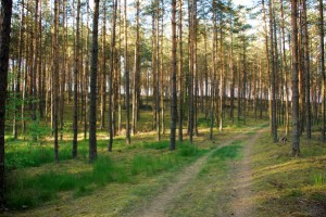 las sosnowy, leśna droga
